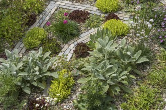 Gravel bed planted with various plants and flowers, North Rhine-Westphalia, Germany