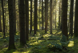 Spruce forest around Lake Blaibach, morning atmosphere. Blaibach, district of Cham, Upper