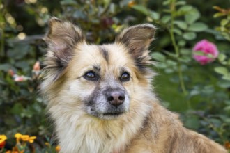 Light brown mixed-breed dog, medium-length coat, portrait, in the garden. Older dog, white muzzle.