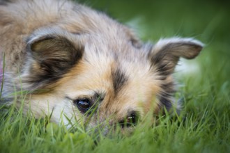 Light brown mixed-breed dog, medium-length coat, portrait, lying in the grass. Older dog, white