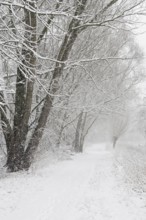 Winter walk... StrÃ¼mper Bruch, Ilvericher Altrheinschlinge (Meerbusch, Rheinkreis Neuss) in