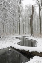 Sudden onset of winter, winter with snowfall in Meerbusch, Ilvericher Altrheinschlinge, small