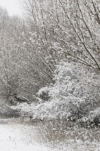 Onset of winter... Meerbusch (Rhineland) near DÃ¼sseldorf, snow-covered bushes and trees after a