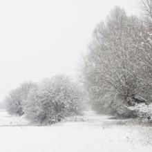 Onset of winter... Meerbusch (Rhineland) near DÃ¼sseldorf, snow-covered bushes and trees after a