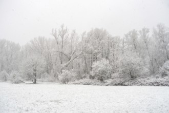 Winter walk in snowfall... Meerbusch (Rhineland), edge of the forest at StrÃ¼mper bush, a relict