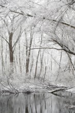 Standing water in riparian forest in winter, late onset of winter in North Rhine-Westphalia, heavy