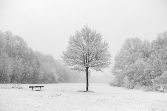 Bench next to a tree, idyll at the onset of winter on the outskirts of Meerbusch, near Lank-Latum,