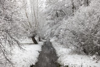 Stream, old drainage ditch in the Rhine floodplains near Meerbusch in winter with snow, Ilvericher
