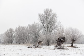 Winter walk through a landscape with old gnarled pollarded trees, pollarded willows in the snow on