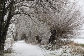 Winter walk in the snow past old gnarled pollarded trees, pollarded willows on the Lower Rhine, on
