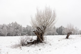 Old gnarled pollarded trees, pollarded willows in the snow on the Lower Rhine, on the left bank of