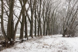 Winter walk in the snow along a row of poplars, old avenue along a drainage ditch and farm track in