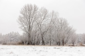 Winter landscape on the Lower Rhine, during snowfall, old gnarled pollarded trees and tall poplars