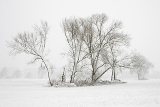 Field copses in winter... Meerbusch (North Rhine-Westphalia), surprising onset of winter with heavy