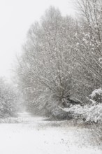 Onset of winter... Meerbusch (Rhineland) near DÃ¼sseldorf, snow-covered bushes and trees after a