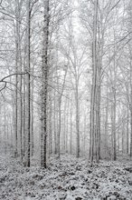 Winter in the forest, late onset of winter in March, North Rhine-Westphalia, near DÃ¼sseldorf,