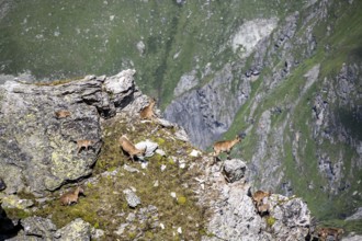Alpine ibex (Capra ibex) group on exposed rocks at the summit of Mont Blana, Hérménence, Valais