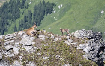 Alpine ibex (Capra ibex) mother and young at the summit of Mont Blana, Hérménence, Valais Alps,