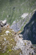 Alpine ibex (Capra ibex) group on exposed rocks at the summit of Mont Blana, Hérménence, Valais