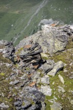 Alpine ibex (Capra ibex) group on rocks at the summit of Mont Blana, Hérménence, Valais Alps,