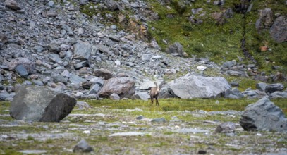 Alpine ibex (Capra ibex) adult male, Valais Alps, Valais, Switzerland