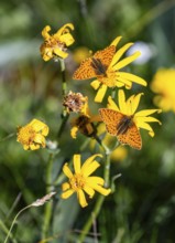 Pearl-bordered Fritillary, Butterfly (Argynnini), Switzerland
