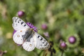 Red Apollo, butterfly on flower in meadow, Switzerland