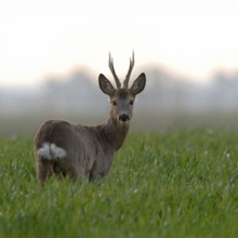 Roe deer (Capreolus capreolus), capital roebuck with beautiful antlers, antlers, long, high