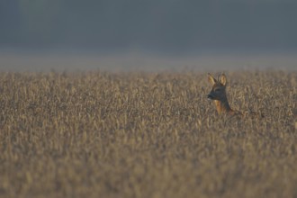 In the field... Roe deer (Capreolus capreolus), young roebuck, sparrowhawk looking up from the