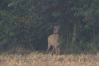 At the edge of a field... Roe deer (Capreolus capreolus), young roebuck, spike cautiously leaves