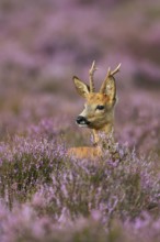 Heather buck... Roe deer (Capreolus capreolus), roebuck in purple flowering heather, heather
