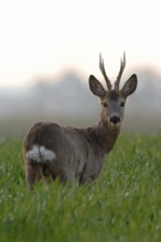 Roe deer (Capreolus capreolus), capital roebuck with beautiful antlers, antlers, long, high