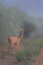 When the asparagus shoots... Roebuck (Capreolus capreolus), roe deer, young buck, spike in summer