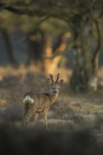Roe deer (Capreolus capreolus), strong, capital adult roebuck in velvet, velvet antlers, standing