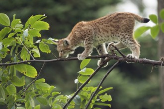 Balancing act... Eurasian lynx (Lynx lynx), young lynx running, climbing over a thin branch in a