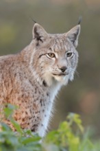 Brush ears and whiskers... Eurasian lynx (Lynx lynx) stands with focussed gaze between bushes in a