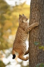 Skilful climbers... Eurasian lynx (Lynx lynx), wild cat skilfully climbing up a vertical tree