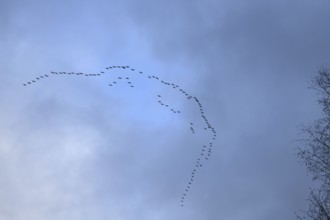 Cranes, grey cranes (Grus grus), crane migration, return of the cranes, cranes flying over, large
