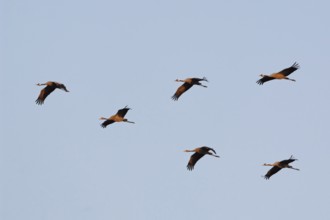 Birds of happiness... Cranes (Grus grus), small flock of cranes in the sky in the evening light,