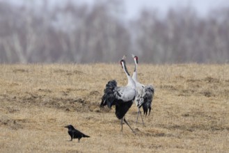 Common cranes, grey cranes, crane (Grus grus) pair, couple during mating season in early spring, in