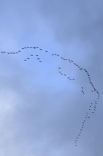 Cranes, grey cranes (Grus grus), crane migration, return of the cranes, cranes flying over, large
