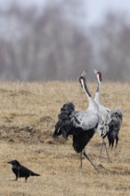 Common cranes, grey cranes, crane (Grus grus) pair, couple during mating season in early spring, in