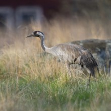 Common crane (Grus grus) in splendid plumage with long beautiful decorative feathers in its