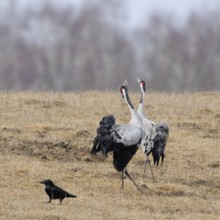 Common cranes, grey cranes, crane (Grus grus) pair, couple during mating season in early spring, in