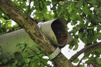 Empty, uninhabited nesting tube of the little owl (Athene noctua) in a tree, Höxter, Weserbergland,