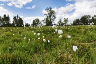 Cotton grass (Eriophorum) in a meadow, Black Forest, Germany
