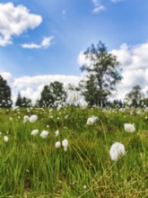 Cotton grass (Eriophorum) in a meadow, Black Forest, Germany