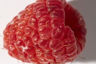 Close-up of a juicy red raspberry