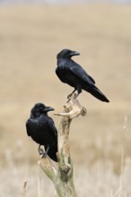 In a double pack... Raven (Corvus corax) sitting exposed in the reeds, in natural surroundings in