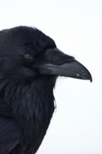 Raven (Corvus corax) in winter, detailed close-up, head portrait, Yellowstone area, nature in
